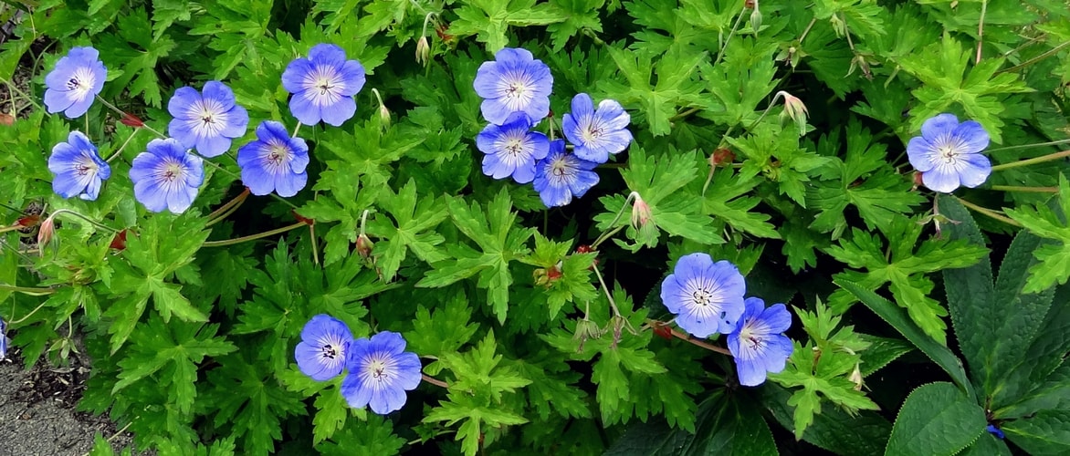Perennial Geranium 'Rozanne'