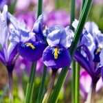 Iris reticulata : planting and growing