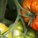 Watering tomatoes: how to do it?