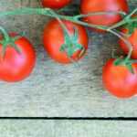 Tomato: downy mildew, other diseases and pests