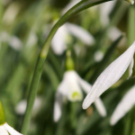 Snowdrop, Galanthus nivalis: planting, growing, caring