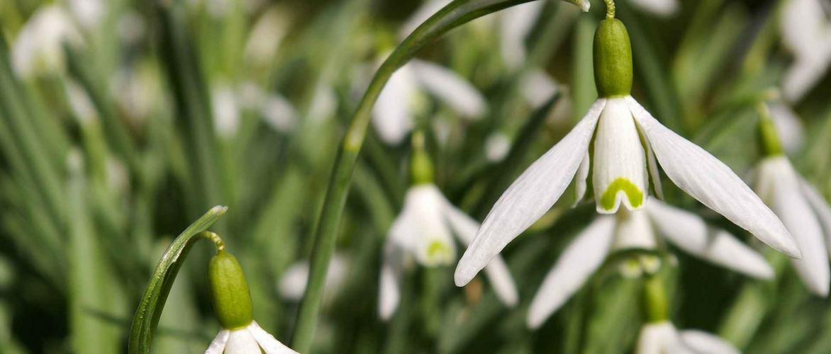 Snowdrop, Galanthus nivalis: planting, growing, caring