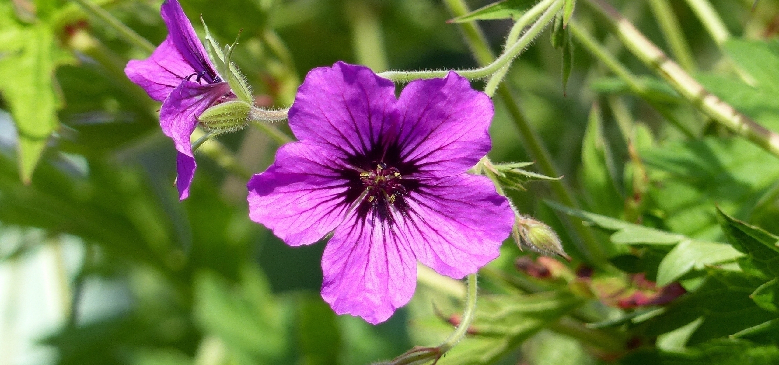 Hardy geraniums with long flowering