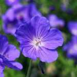 Hardy geraniums: how to choose them?