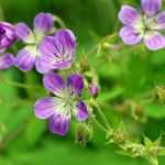Pair hardy geraniums