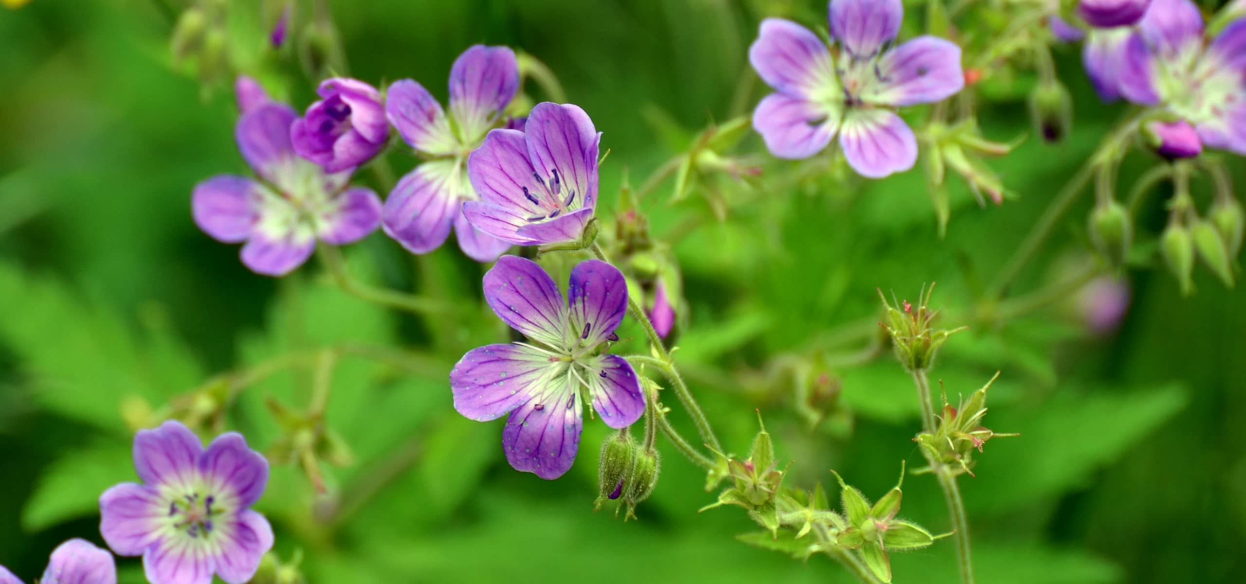 Pair hardy geraniums