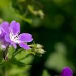 The best hardy geraniums
