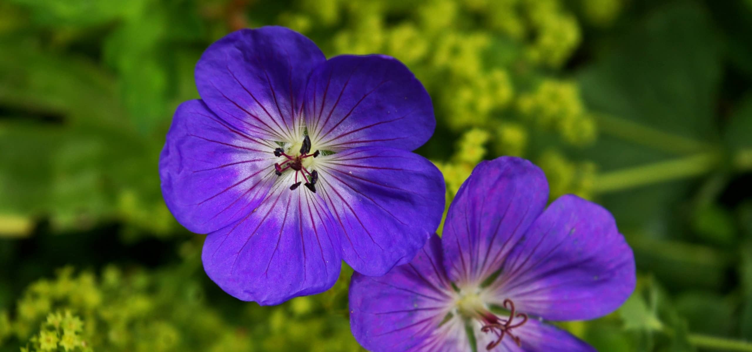 Hardy geraniums: the best ground covers