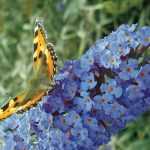 Butterfly bush, Buddleia: how to prune it well?