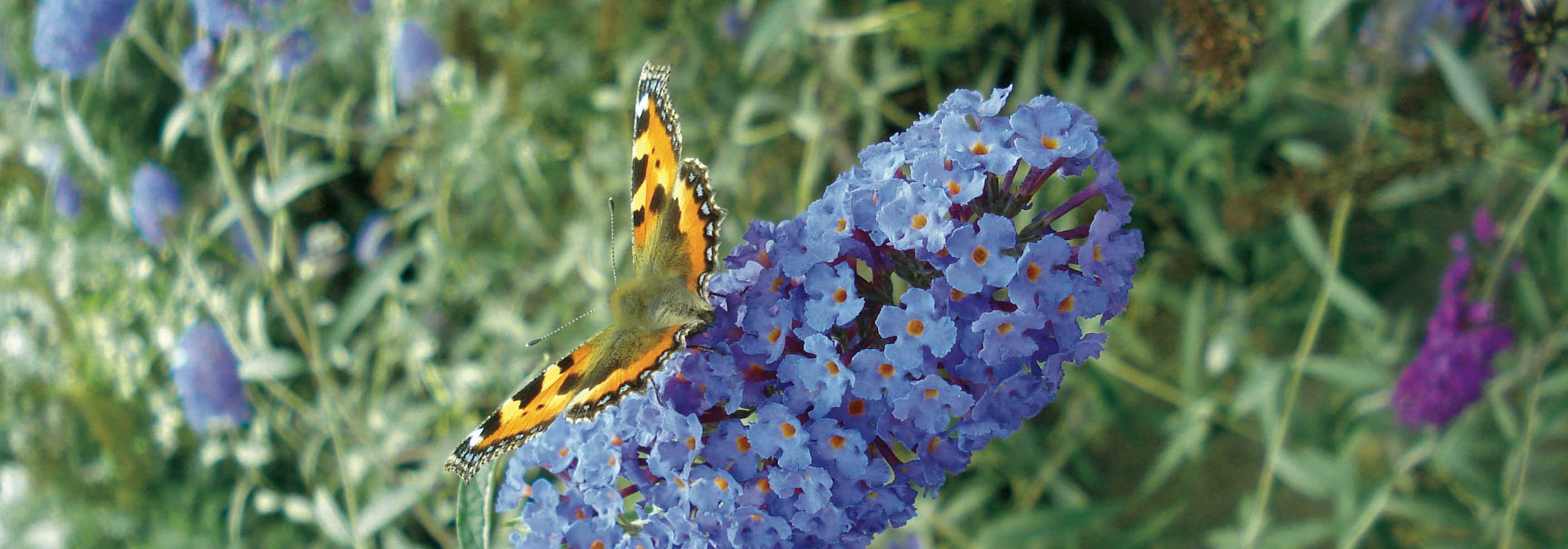 Butterfly bush, Buddleia: how to prune it well?
