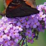 Buddleia, butterfly bush: 8 pairing ideas