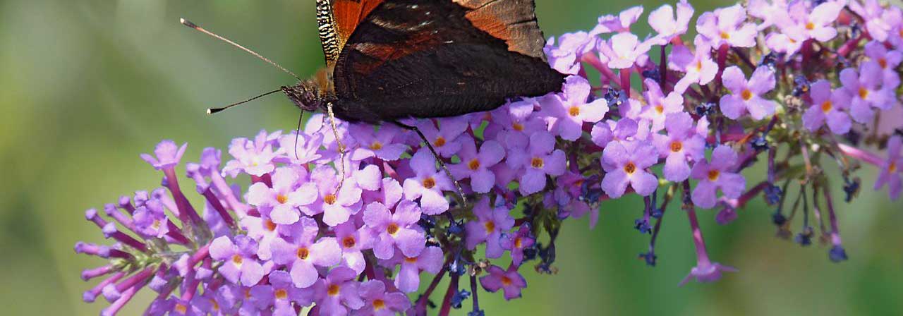 Buddleia, butterfly bush: 8 pairing ideas