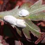 Mealybug: identification and treatment