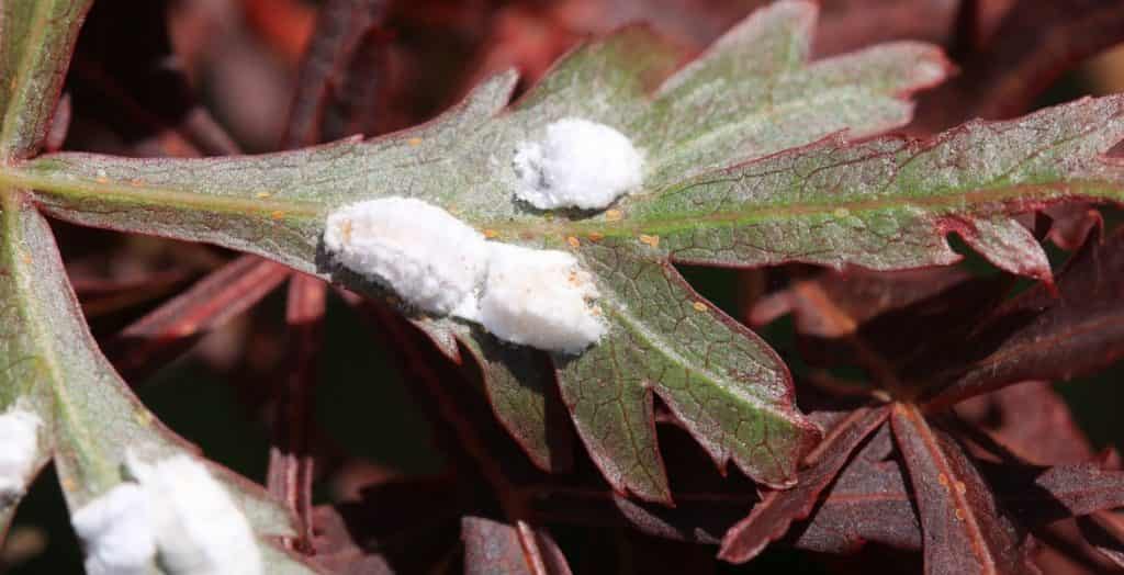 Mealybug: identification and treatment