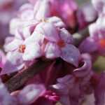 10 fragrant and scented plants