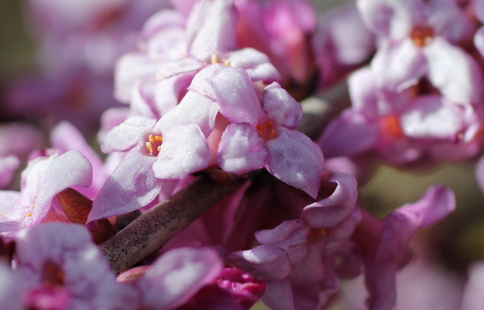 10 fragrant and scented plants