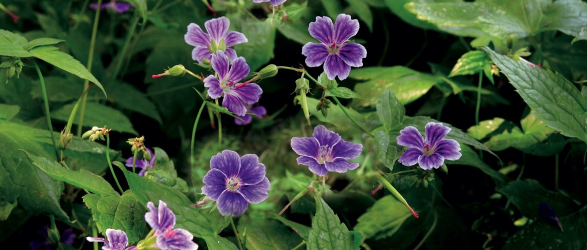 Geranium nodosum 'Clos du Coudray'