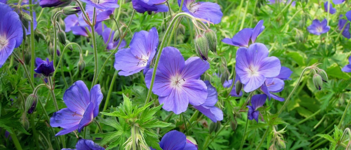 Perennial Geranium 'Orion'
