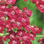 Achillea: 7 successful companion planting ideas