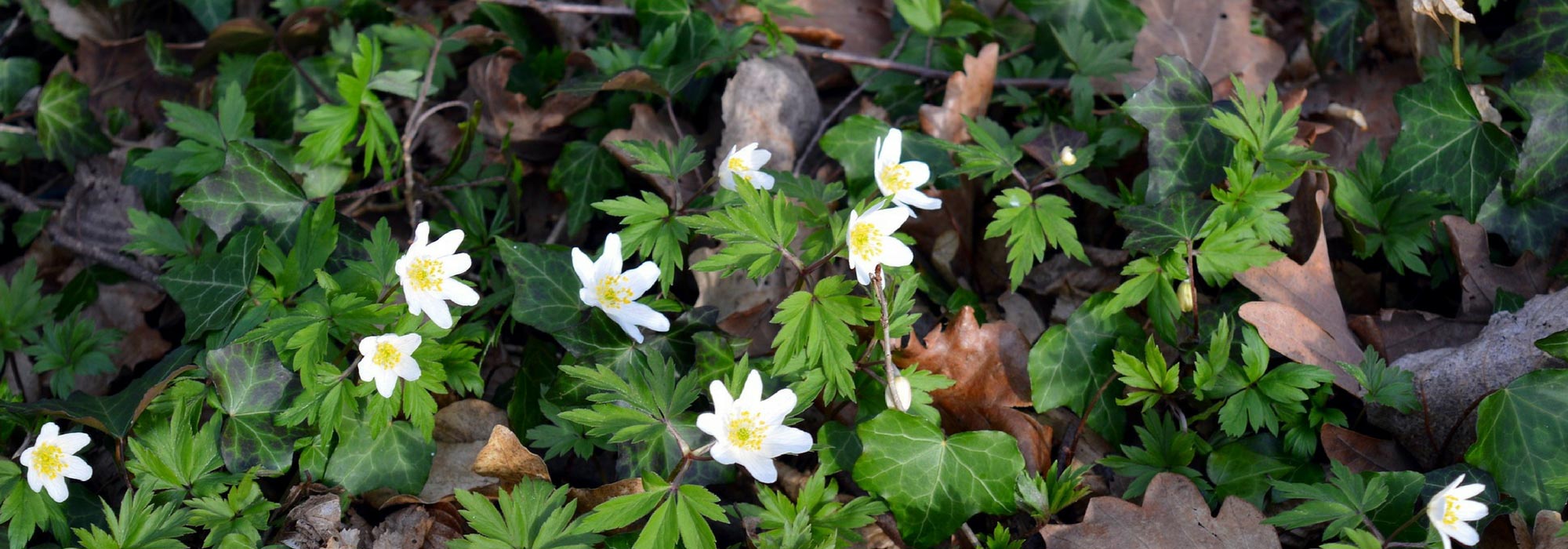 Wood anemone: succeed in its planting