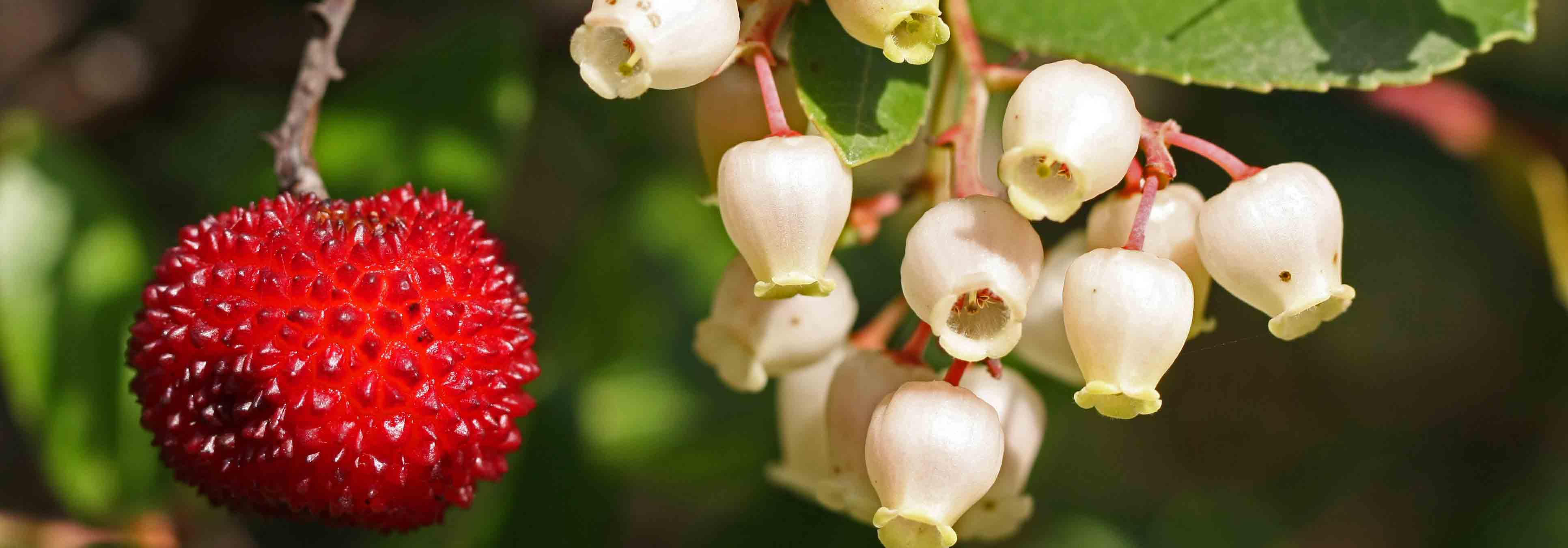 Strawberry tree, Arbutus: planting, pruning and care
