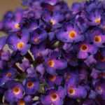 Practical guide to propagate butterfly bush