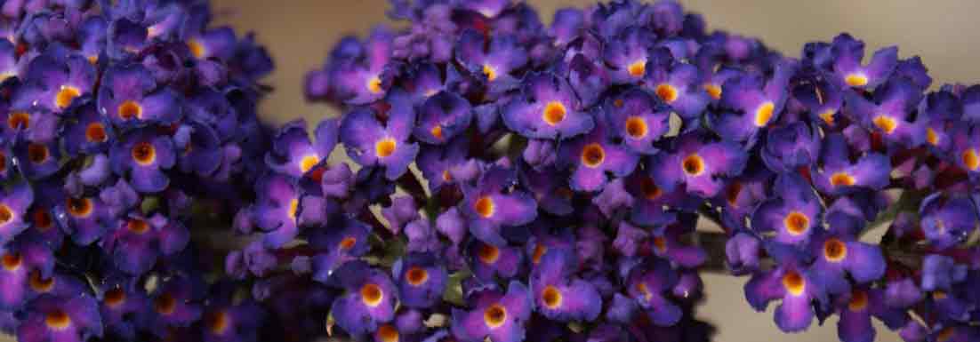 Practical guide to propagate butterfly bush
