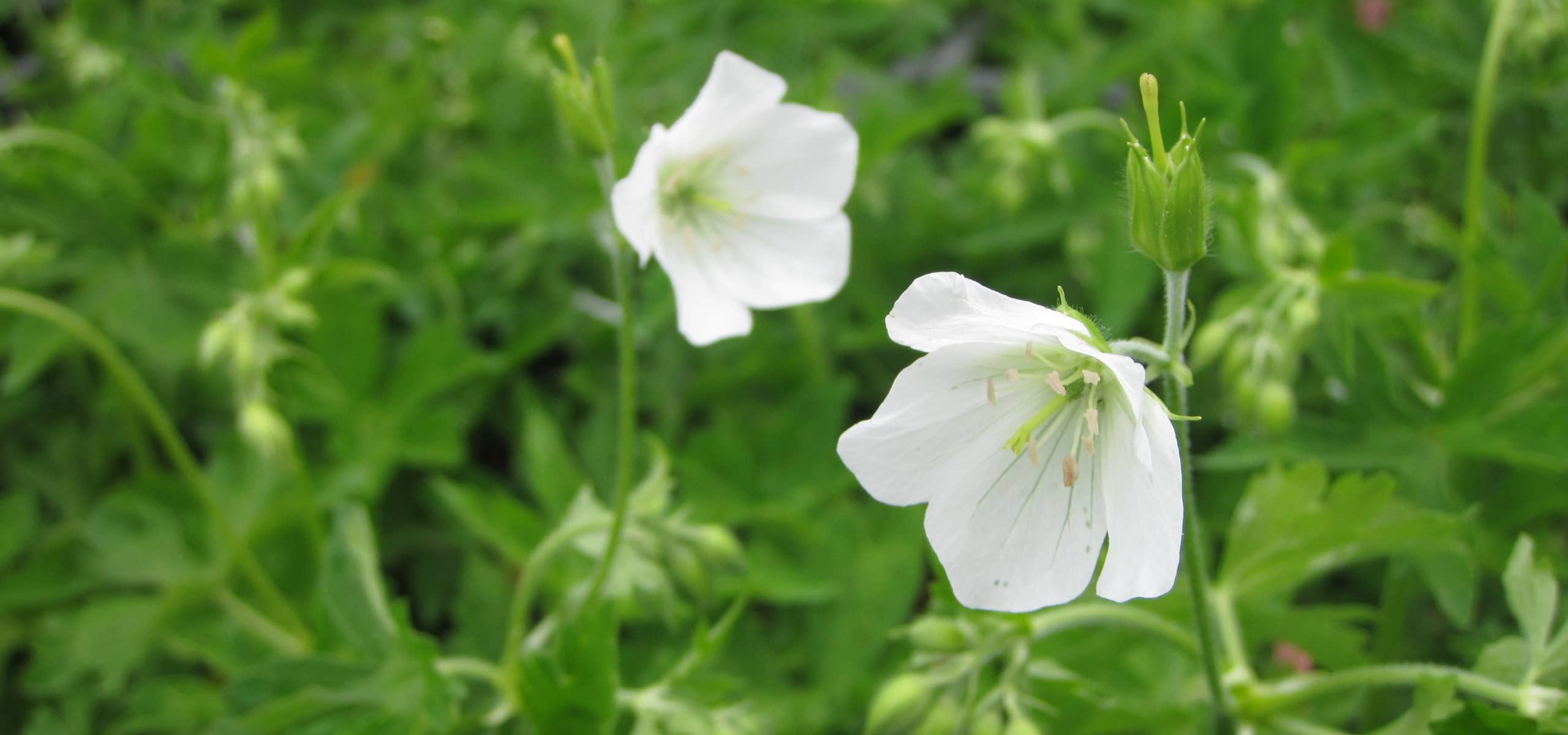 Hardy geraniums: the best 10 whites