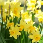 Daffodils or jonquils: planting, growing and care