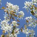 Amelanchier: planting, pruning, growing