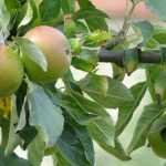 Dwarf fruit trees