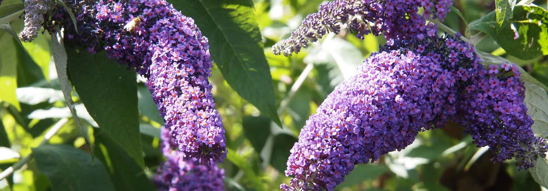 The complete guide to growing butterfly bush