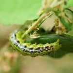 How to identify and treat box tree moth: complete guide