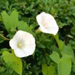 Bindweed: how to get rid of it?