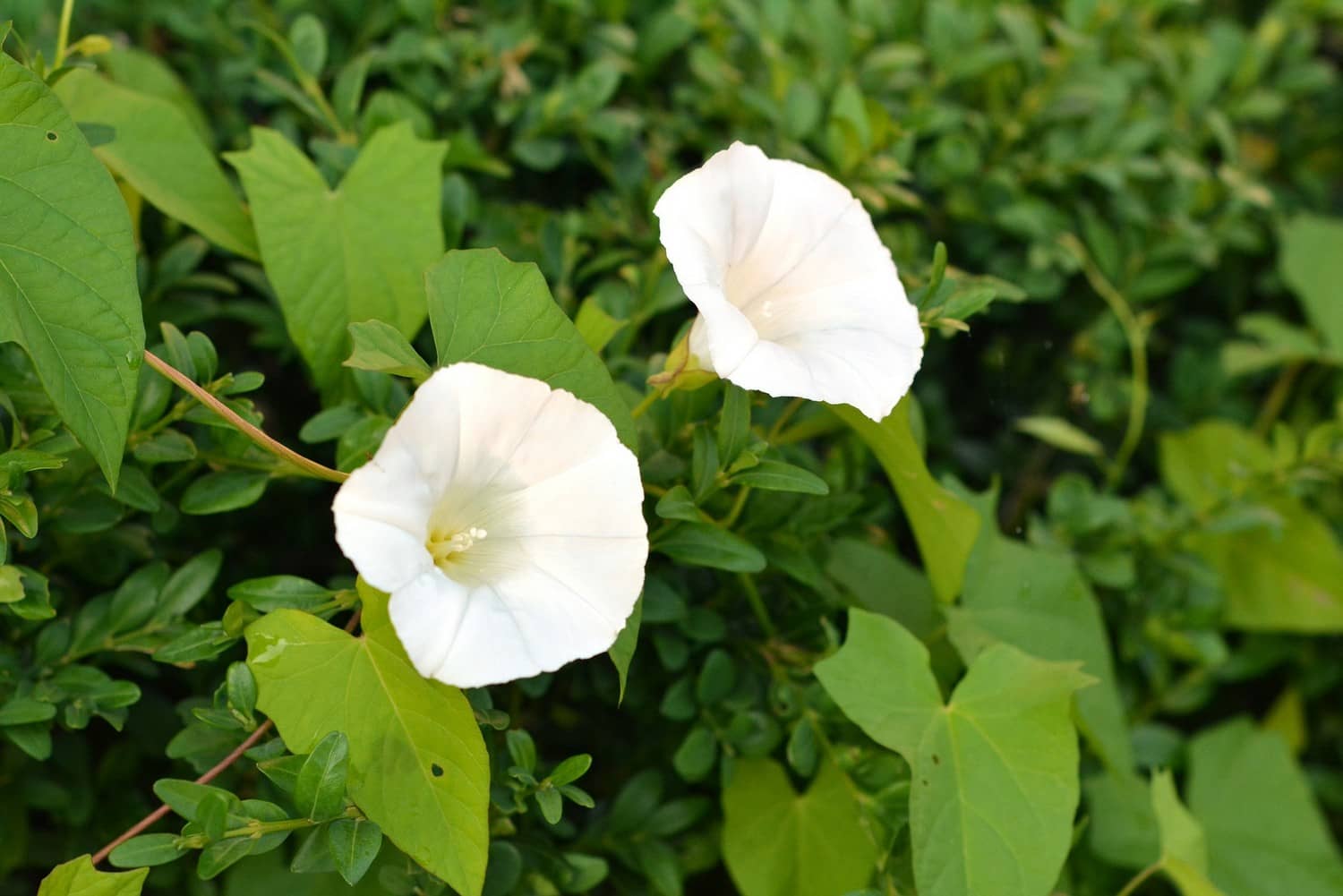 Bindweed: how to get rid of it?