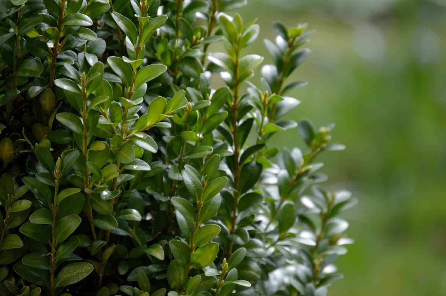 Which shrubs to replace boxwood?