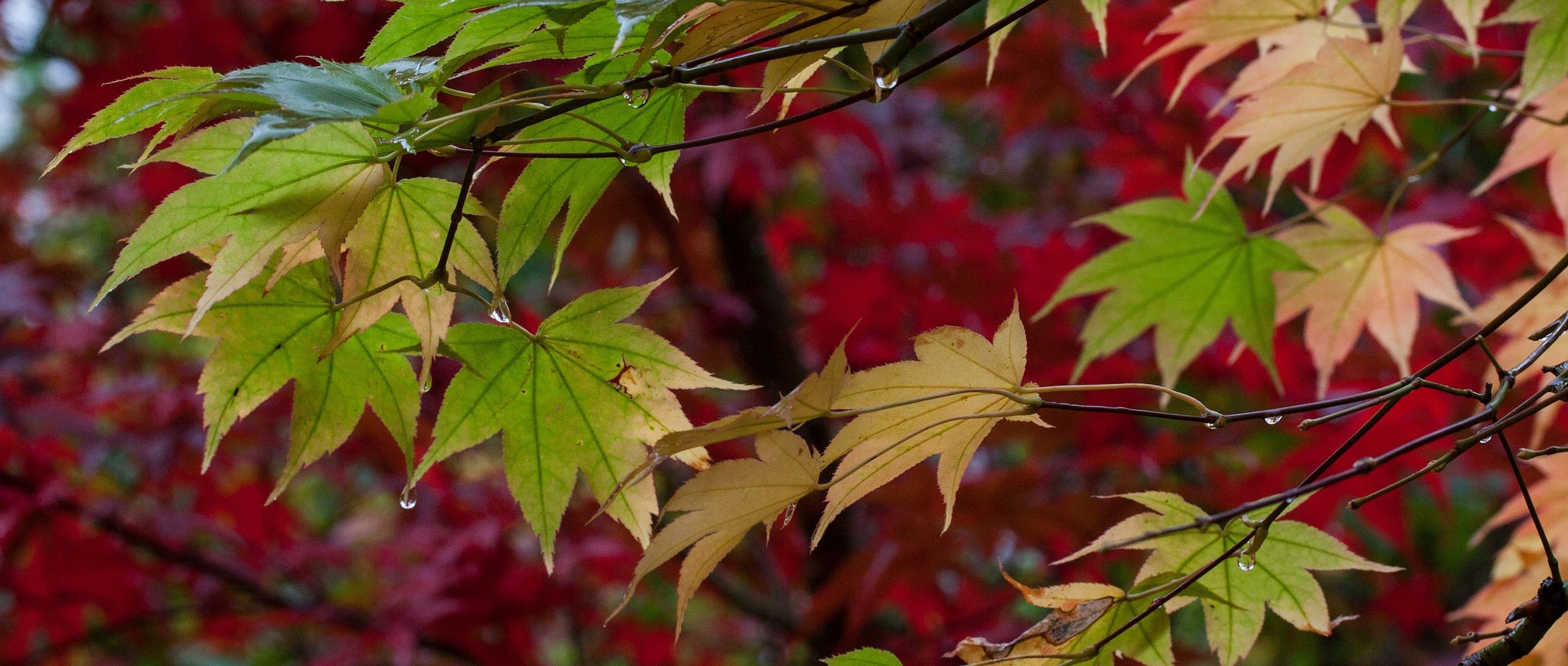 Japanese maples: diseases and pests