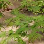 Acer palmatum - Japanese maple : how to prune ?