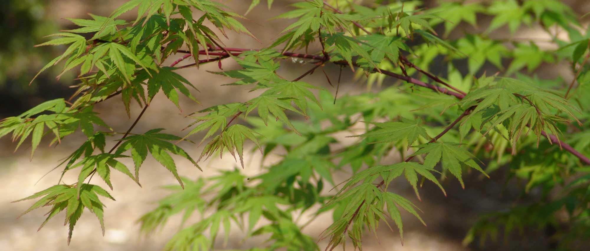 Acer palmatum - Japanese maple : how to prune ?