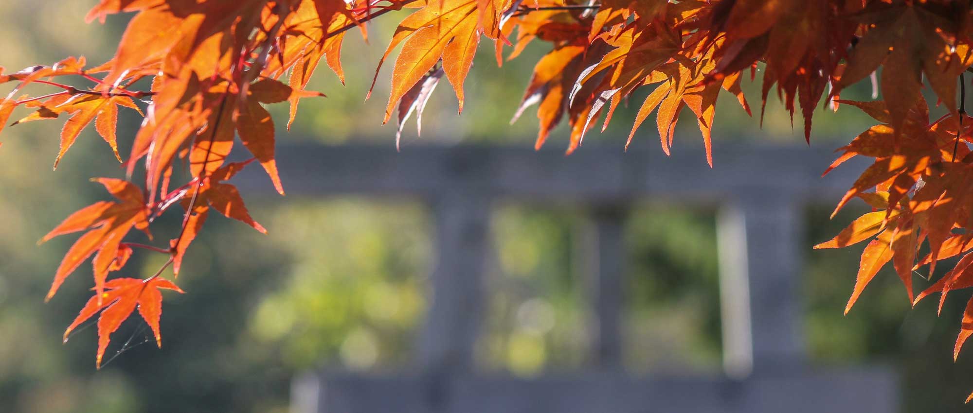 Japanese maples: 9 successful pairing ideas