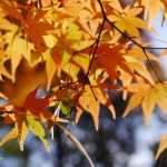 Japanese maple: planting, pruning and care