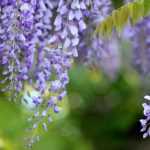 Wisteria: how to train and prune it?