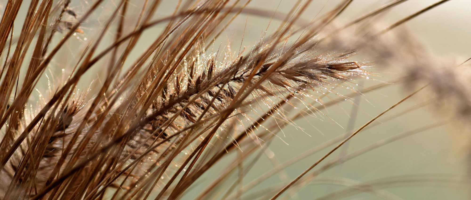 Grasses: which variety to choose?