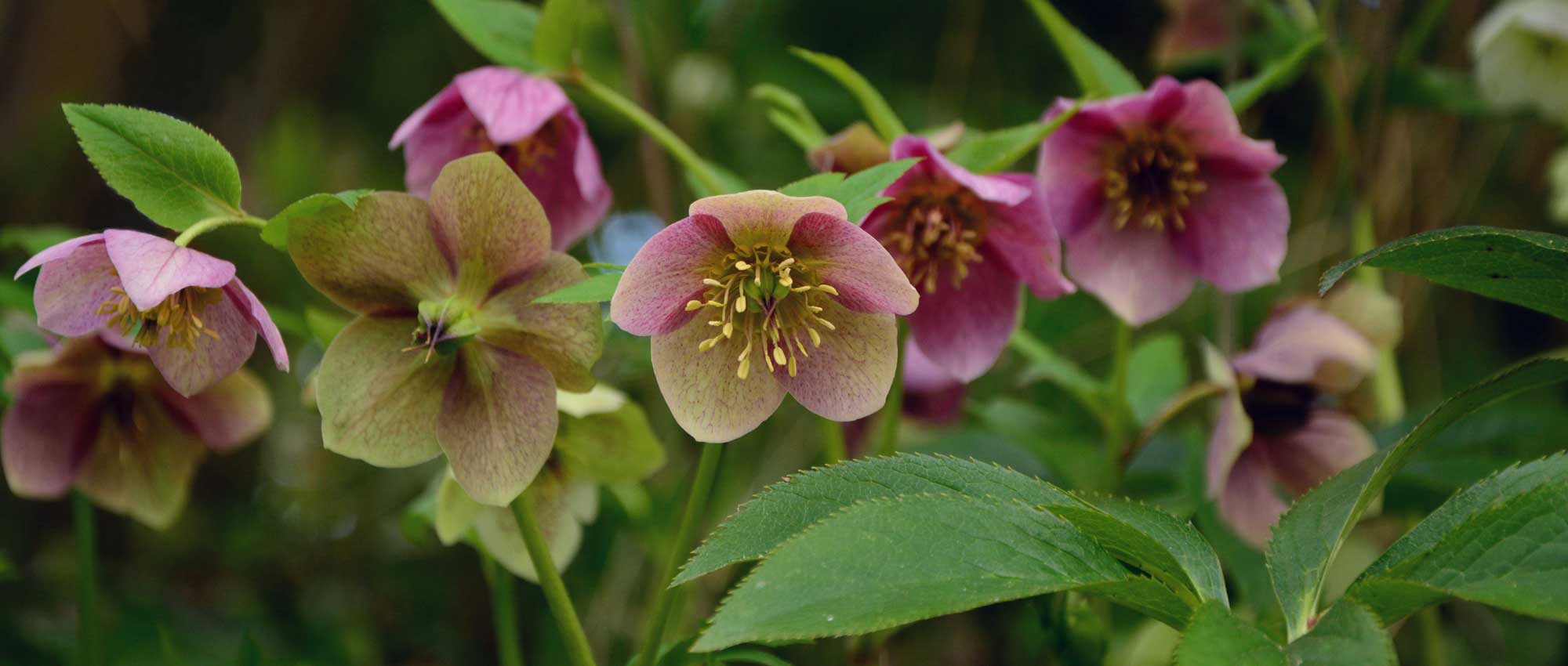 Hellebores: 7 successful pairing ideas