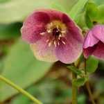 Hellebore or Christmas rose: which variety to choose?