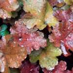 How to plant heucheras?
