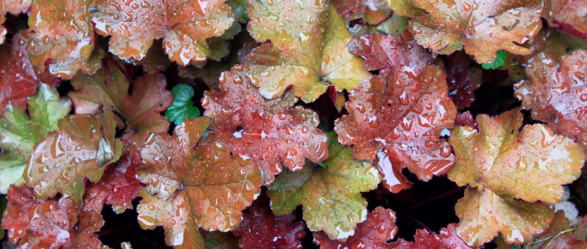 How to plant heucheras?