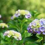 Hydrangeas: how to choose them?