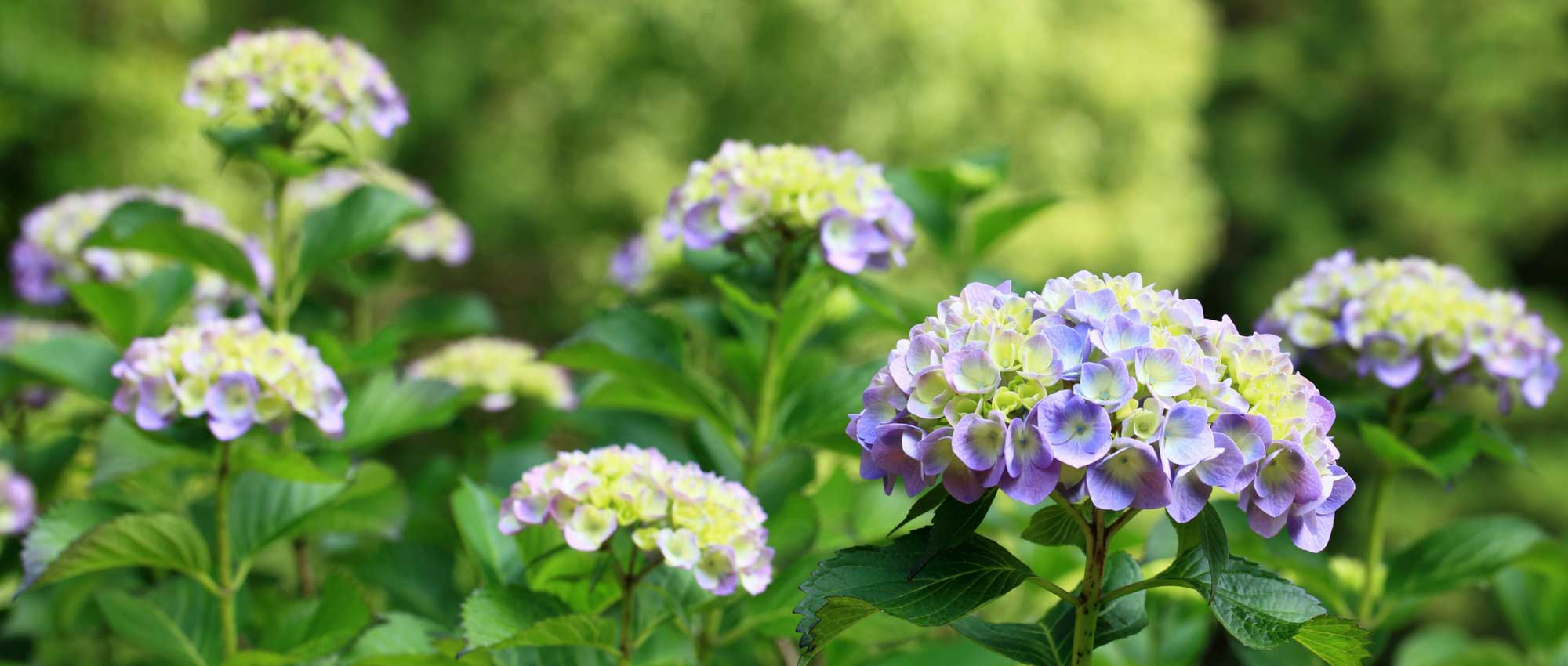 Hydrangeas: how to choose them?