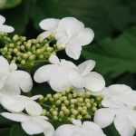 Viburnum: 8 successful pairing ideas